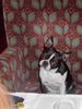 Boston Terrier Foto: Alissa im Cafe Restaurant Landtmann (ID 17759) Boston Terrier Hund