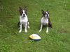 Boston Terrier Foto: Das Footballmatch kann beginnen (ID 12560) Boston Terrier Hund