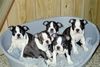 Boston Terrier Foto: Ein Korbvoll. (ID 12613) Boston Terrier Hund