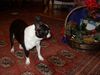 Boston Terrier Foto: Alissa hält Ausschau nach ihrem Weihnachtspäckchen (ID 17258) Boston Terrier Hund