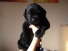 Boston Terrier Foto: Ayla of Legendary mit 25 Tagen (ID 16272) Boston Terrier Hund
