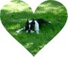 Boston Terrier Foto: BASIL, der wunderschöne Hesse (ID 3873) Boston Terrier Hund