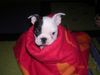 Boston Terrier Foto: Ist alles so kalt.... (ID 17841) Boston Terrier Hund