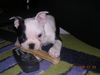 Boston Terrier Foto: Beat zwischen Fernsehen und Futter (ID 17835) Boston Terrier Hund