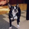 Boston Terrier Foto: Betty Blue (ID 2176) Boston Terrier Hund