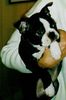 Boston Terrier Foto: Betty Blue (ID 3773) Boston Terrier Hund
