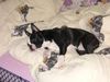 Boston Terrier Foto: so richtig nett....... (ID 29333) Boston Terrier Hund