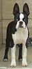 Boston Terrier Foto: Ich überblicke alles.... (ID 15417) Boston Terrier Hund