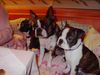 Boston Terrier Foto: Mama Gipsy mit zwei ihrer Kinder (ID 10255) Boston Terrier Hund