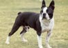 Boston Terrier Foto (ID 106) Boston Terrier Hund