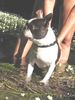 Boston Terrier Foto: Bruno ist 3,5 Jh. und hat seinen ersten Preis als bester Boston Rüde im Olympiazentrum München geholt. (ID 20004) Boston Terrier Hund