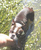 Boston Terrier Foto: ...Hilfe hol mich hier raus!! (ID 30341) Boston Terrier Hund