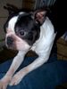 Boston Terrier Foto: Findelkind fand neues Zuhause, wird Bully gerufen (ID 16369) Boston Terrier Hund