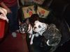 Boston Terrier Foto: Mr.x und seine Freunde (ID 35470) Boston Terrier Hund