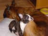Boston Terrier Foto: Amber Countess of White Hunter´s Lodge mit ihrer Partnerin Xandi (Boxerhündin) (ID 8105) Boston Terrier Hund