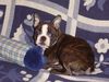 Boston Terrier Foto: Ich, Amber Countess of White Hunter`s Lodge, fühle mich BOSSIEwohl ! (ID 8106) Boston Terrier Hund