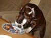 Boston Terrier Foto: Shirley bei der Adventjause (ID 27564) Boston Terrier Hund