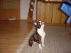 Boston Terrier Foto: Amber haben die Spagetti gut geschmeckt (ID 8414) Boston Terrier Hund