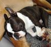 Boston Terrier Foto: Bin müde............. (ID 31192) Boston Terrier Hund