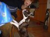 Boston Terrier Foto: Spagetti sind was Feines, meint Amber! (ID 8421) Boston Terrier Hund