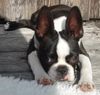 Boston Terrier Foto: Die letzten Sonnenstrahlen genießen... (ID 14947) Boston Terrier Hund