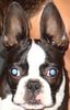 Boston Terrier Foto: ...nun bin ich wach! (ID 15147) Boston Terrier Hund