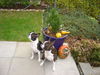 Boston Terrier Foto: Nena und Amber (ID 27330) Boston Terrier Hund
