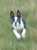 Boston Terrier Foto: Boston-Terrier springt aus der Wiese (ID 16364) Boston Terrier Hund