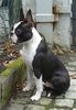 Boston Terrier Foto: Geduld ist alles (ID 16714) Boston Terrier Hund
