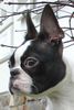 Boston Terrier Foto: Bin wach! (ID 20009) Boston Terrier Hund