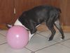Boston Terrier Foto: ohne Kopf, ohne Worte (ID 18484) Boston Terrier Hund