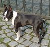 Boston Terrier Foto: Hallo (ID 20574) Boston Terrier Hund