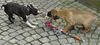 Boston Terrier Foto: Spiele ohne Ende (ID 20577) Boston Terrier Hund
