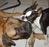 Boston Terrier Foto: Boston Terrier spielt mit Bullmastiff (ID 23973) Boston Terrier Hund