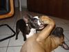 Boston Terrier Foto: Boston Terrier spielt mit Bullmastiff (ID 23909) Boston Terrier Hund