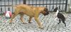 Boston Terrier Foto: Spiel mit Bullmastiff (ID 24034) Boston Terrier Hund