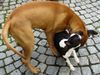 Boston Terrier Foto: Spiel mit Bullmastiff, schnell entwischt... (ID 24035) Boston Terrier Hund