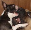 Boston Terrier Foto: Freunde tun nur so als ob.... (ID 26668) Boston Terrier Hund