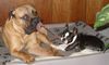 Boston Terrier Foto: Ende der Spielpause..... (ID 27311) Boston Terrier Hund