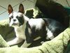 Boston Terrier Foto: Endlich Sonne! (ID 19983) Boston Terrier Hund