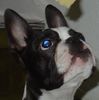 Boston Terrier Foto: Käse schließt den Magen... (ID 15831) Boston Terrier Hund