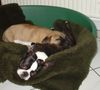 Boston Terrier Foto: Freunde teilen Tisch und Bett (ID 20576) Boston Terrier Hund