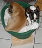 Boston Terrier Foto: Platz ist in der kleinsten Hütte... (ID 20667) Boston Terrier Hund