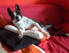 Boston Terrier Hund