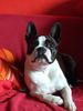 Boston Terrier Hund