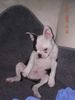 Boston Terrier Foto: King of whatever (ID 20249) Boston Terrier Hund