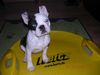 Boston Terrier Foto: sponsored by Hertz (ID 20250) Boston Terrier Hund