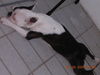 Boston Terrier Foto: Leben ist so hart!!!! (ID 30207) Boston Terrier Hund