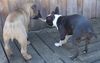 Boston Terrier Foto: wer hat, der hat... (ID 20672) Boston Terrier Hund