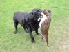 Boston Terrier Foto: Wir lieben uns so sehr (ID 3768) Boston Terrier Hund